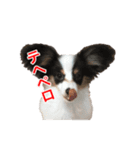 サラとココ part2（個別スタンプ：12）
