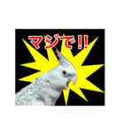 サラとココ part2（個別スタンプ：15）