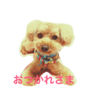 トイプードルのラッテです（個別スタンプ：6）