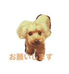 トイプードルのラッテです（個別スタンプ：8）