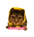 ねこのはっちゃん（個別スタンプ：1）