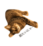 ねこのはっちゃん（個別スタンプ：3）