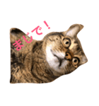 ねこのはっちゃん（個別スタンプ：5）