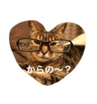 ねこのはっちゃん（個別スタンプ：6）