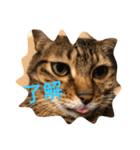 ねこのはっちゃん（個別スタンプ：7）