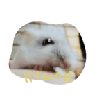 ハムちゃんずの日常（個別スタンプ：2）