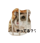 ハムちゃんずの日常（個別スタンプ：3）