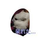 ハムちゃんずの日常（個別スタンプ：4）