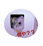 ハムちゃんずの日常（個別スタンプ：5）