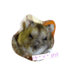 ハムちゃんずの日常（個別スタンプ：6）