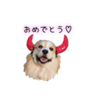 ロン毛コーギーのわさびくん（個別スタンプ：6）