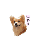 ロン毛コーギーのわさびくん（個別スタンプ：10）