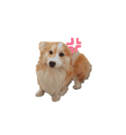 ロン毛コーギーのわさびくん（個別スタンプ：11）