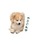 ロン毛コーギーのわさびくん（個別スタンプ：14）