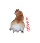 ロン毛コーギーのわさびくん（個別スタンプ：20）