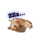 ロン毛コーギーのわさびくん（個別スタンプ：26）