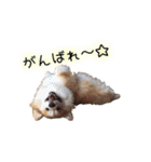 ロン毛コーギーのわさびくん（個別スタンプ：34）