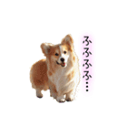 ロン毛コーギーのわさびくん（個別スタンプ：37）