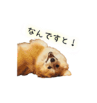 ロン毛コーギーのわさびくん（個別スタンプ：39）