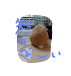 ウサギスタンプ（個別スタンプ：4）
