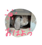 ウサギスタンプ（個別スタンプ：7）