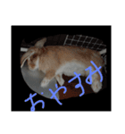 ウサギスタンプ（個別スタンプ：8）