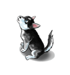 KleeMoji | Alaskan Klee Kai Stickers（個別スタンプ：5）