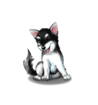 KleeMoji | Alaskan Klee Kai Stickers（個別スタンプ：6）