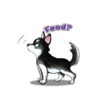 KleeMoji | Alaskan Klee Kai Stickers（個別スタンプ：9）