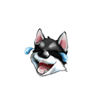 KleeMoji | Alaskan Klee Kai Stickers（個別スタンプ：13）