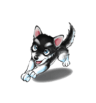 KleeMoji | Alaskan Klee Kai Stickers（個別スタンプ：14）