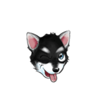 KleeMoji | Alaskan Klee Kai Stickers（個別スタンプ：19）