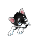 KleeMoji | Alaskan Klee Kai Stickers（個別スタンプ：20）