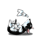 KleeMoji | Alaskan Klee Kai Stickers（個別スタンプ：22）