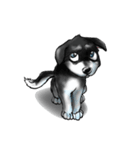 KleeMoji | Alaskan Klee Kai Stickers（個別スタンプ：24）