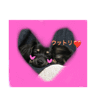 チワックスのくぅちゃん（個別スタンプ：6）