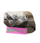 猫のみるきースタンプ♡（個別スタンプ：11）