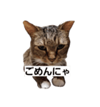 たびとかーたん（個別スタンプ：3）