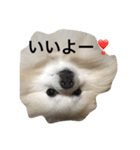 ポメラニアンに癒されたい（個別スタンプ：4）