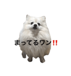 ポメラニアンに癒されたい（個別スタンプ：24）