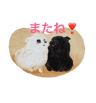 ポメラニアンに癒されたい（個別スタンプ：31）