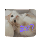 うちの承太郎さん①（個別スタンプ：6）