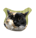 ニャンこスタンプ（個別スタンプ：4）