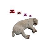 Du Du Chen（個別スタンプ：9）