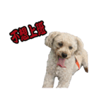 Du Du Chen（個別スタンプ：10）