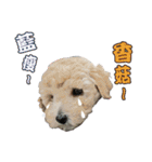 Du Du Chen（個別スタンプ：14）