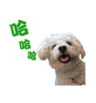 Du Du Chen（個別スタンプ：16）