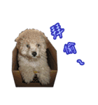 Du Du Chen（個別スタンプ：24）