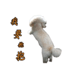 Du Du Chen（個別スタンプ：31）