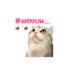 SUBFFY The Naughty Little Cat（個別スタンプ：1）